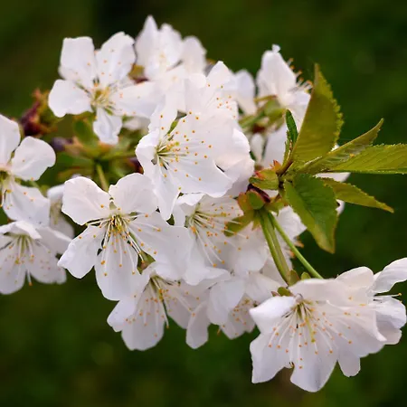 Double Apple Blossom Πανσιόν 3*