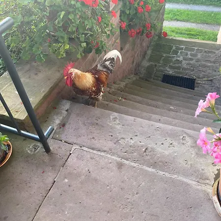 Double Apple Blossom 3* Schuttertal